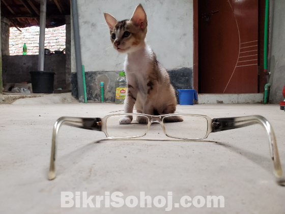 Gucci glasses (Made in Italy)